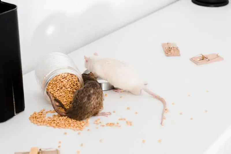 Rats feeding on spilt food located on kitchen worktop