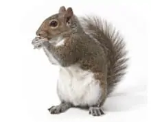 Squirrel Pest Control