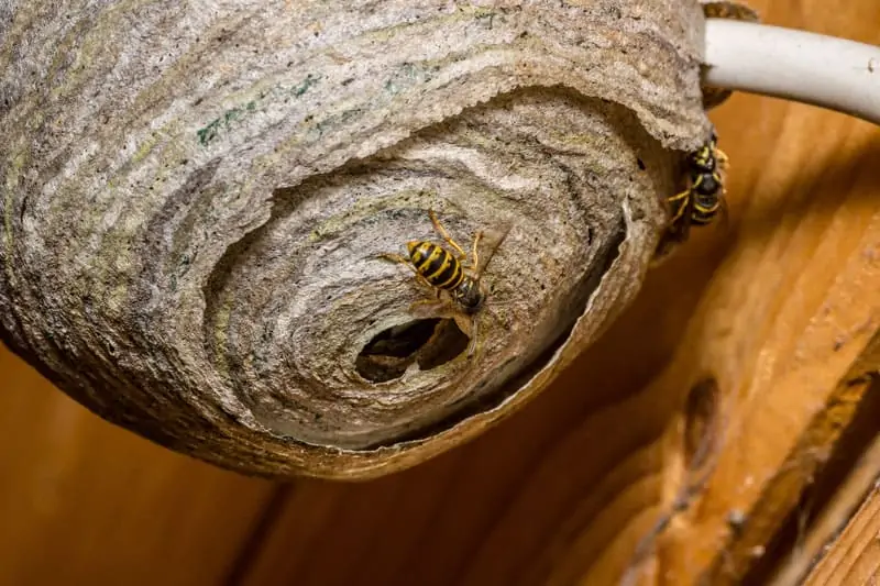 Wasps on wasp nest in shed