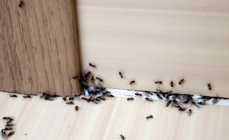 Worker and flying black ants congregating in a residential property