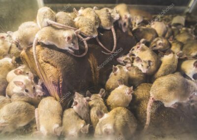 Mice Control Treatment and Exclusion Proofing