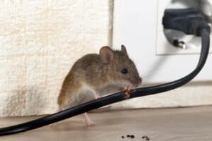 House mouse sitting on cable.