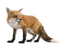foxes pest control
